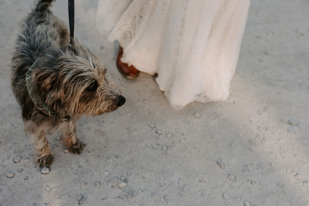 Dog at wedding in Nashville